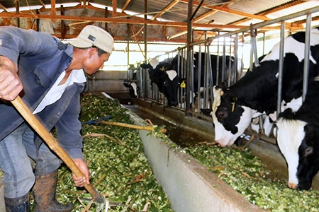 Livestock sector focuses on exports
