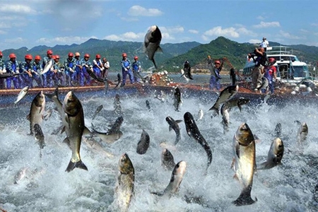 CPTPP creates opportunity for pangasius exports to Japan