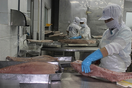 Tin hot Fruit, vegetable exports bounce back in April Vietnam to auction unused coin currency as scrap An Giang mangoes to gain entry into US market Many advantages for tuna exports to ASEAN