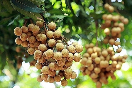 Chú trọng tuân thủ quy định xuất khẩu nhãn vào Úc