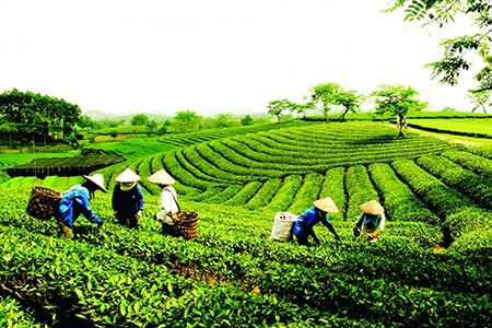 Xuất khẩu chè sang Pakistan tăng mạnh