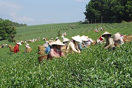 Giá chè xuất khẩu sang Trung Quốc tăng rất mạnh