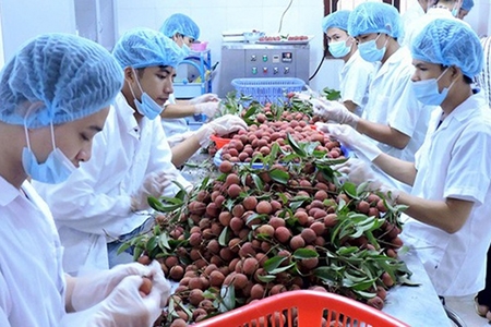 Xuất khẩu rau quả sang các thị trường khó tính tăng trưởng cao