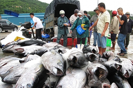 EVFTA là đòn bẩy cho cá ngừ xuất khẩu sang EU