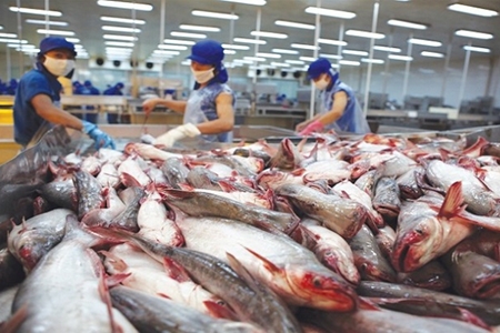 Thuế chống bán phá giá cá tra xuất khẩu sang Mỹ giảm mạnh