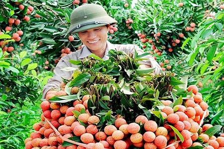 Xuất khẩu vải thiều sang Trung Quốc cần chú trọng yếu tố bao bì