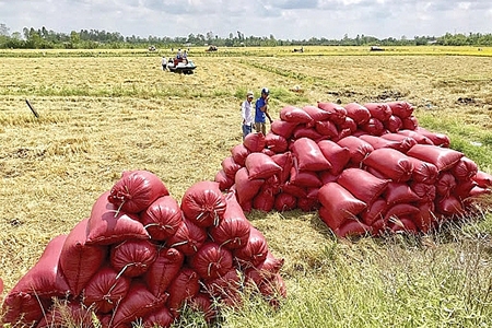 Gạo Việt có cơ hội “đoạt ngôi” gạo Thái Lan