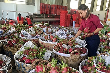 Xuất khẩu trái cây vào EU: Cần tuân thủ truy xuất nguồn gốc