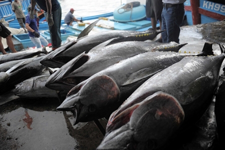 EU miễn thuế cho 11.500 tấn cá ngừ đóng hộp sang EU