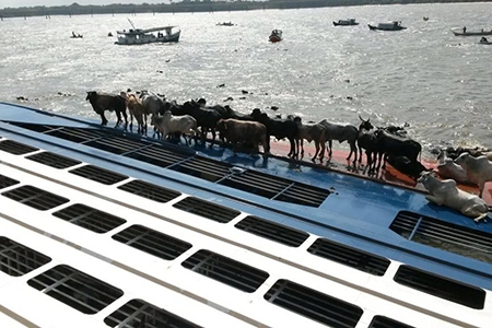 New Zealand introduces stricter rules governing livestock shipments
