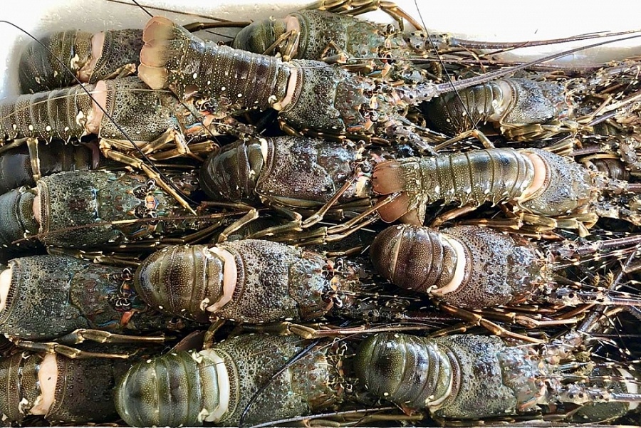 Tôm hùm là một trong những mặt hàng được hưởng thuế 0% khi xuất khẩu vào EU