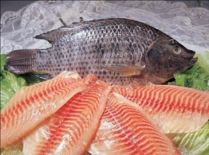 Cá rô phi là một loại cá giá rẻ có thể được mua qua tem phiếu thực phẩm ở Mỹ