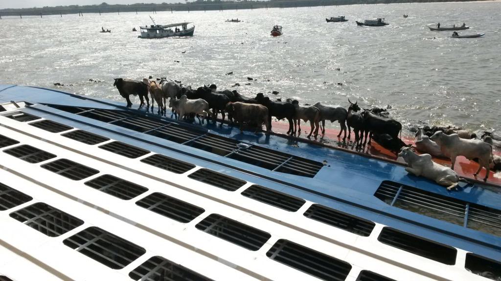 New Zealand thắt chặt kiểm soát với vận chuyển gia súc bằng đường biển New Zealand thắt chặt kiểm soát với vận chuyển gia súc bằng đường biển