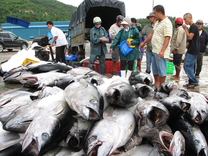 EVFTA là đòn bẩy cho cá ngừ xuất khẩu sang EU
