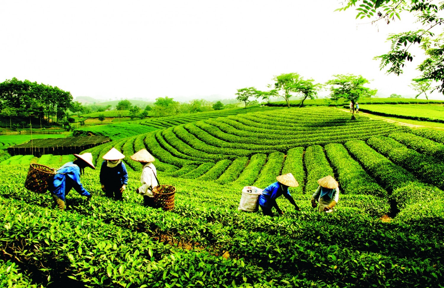 Pakistan là thị trường xuất khẩu chè lớn nhất của Việt Nam trong 8 tháng đầu năm