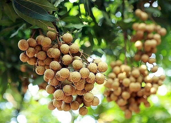 Chú trọng tuân thủ quy định xuất khẩu nhãn vào Úc