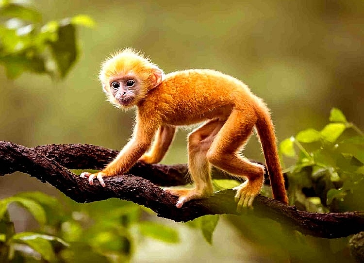 Động vật hoang dã. Ảnh minh họa