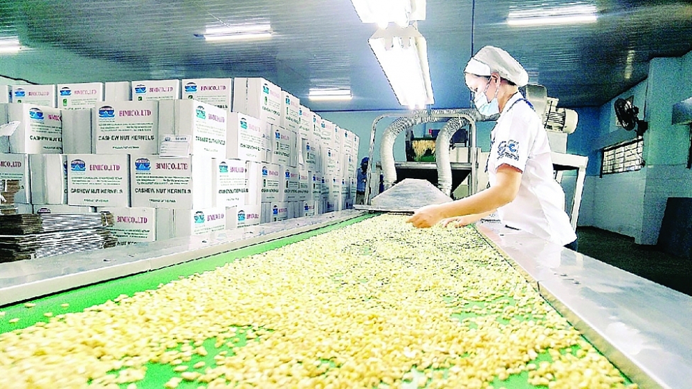 Do khó khăn, xuất khẩu hạt điều cả năm dự báo phải hạ mục tiêu từ 4 tỷ USD xuống còn 3 tỷ USD. Ảnh: ST