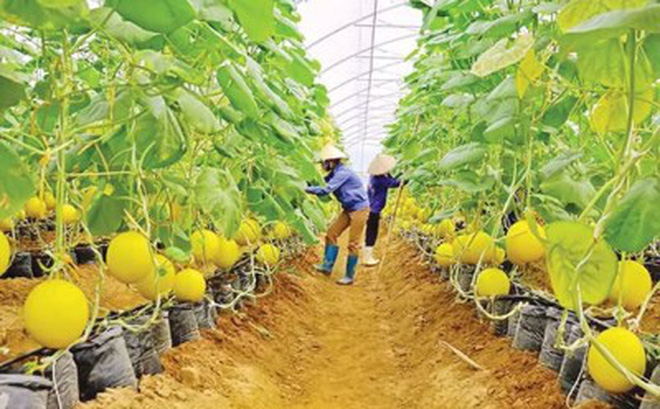 Xuất khẩu nông sản qua đường sắt, đường hàng không kém cạnh tranh vì chi phí logistics Xuất khẩu nông sản qua đường sắt, đường hàng không kém cạnh tranh vì chi phí logistics